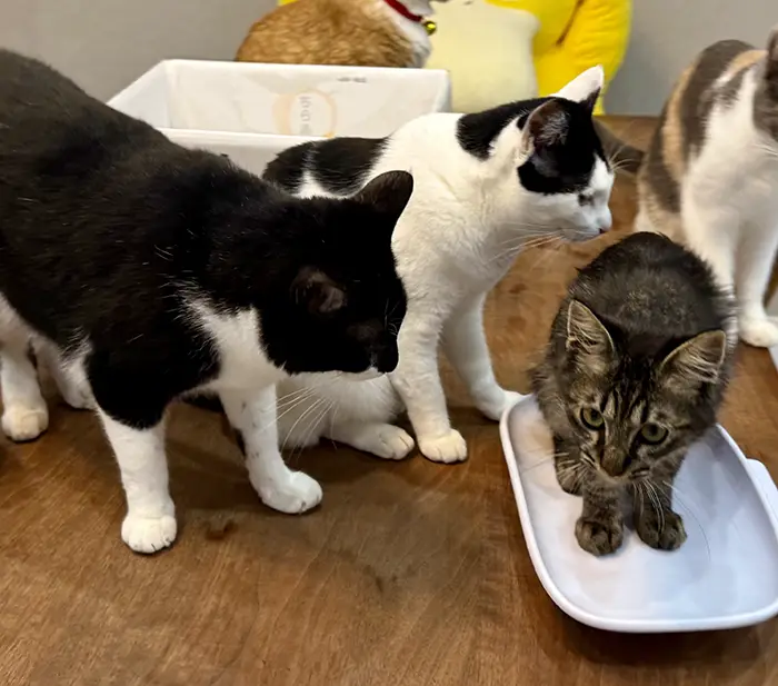 体重測定をする子猫を見守る先住猫の写真