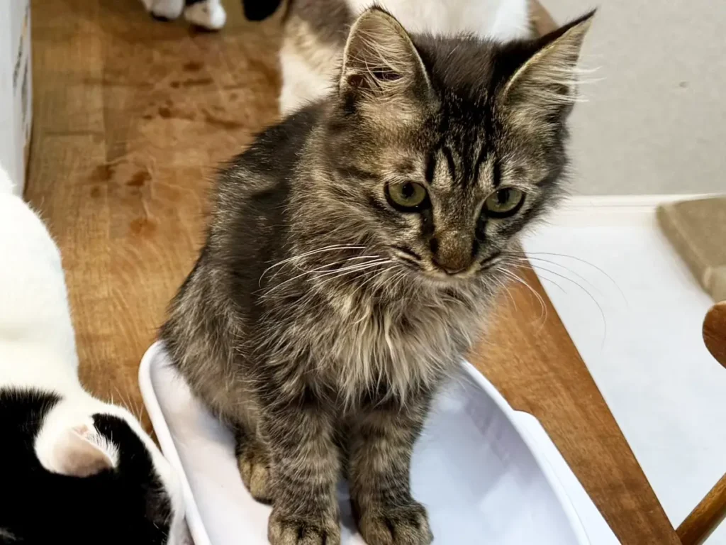 体重測定をする子猫を見守る先住猫の写真