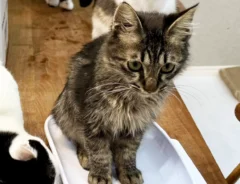 体重測定をする子猫を見守る先住猫の写真