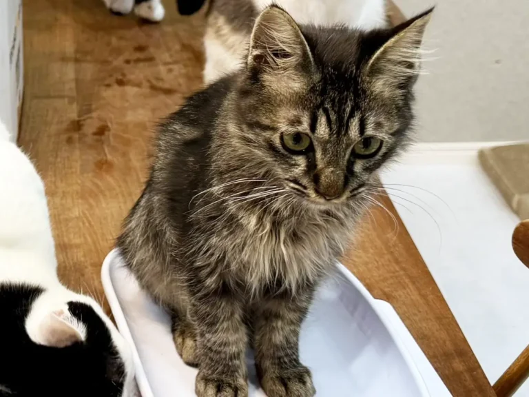 体重測定をする子猫を見守る先住猫の写真