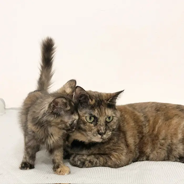 先住猫をにらむ子猫の写真