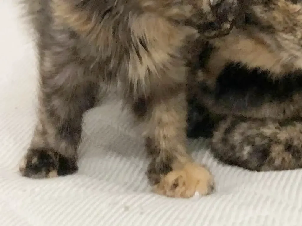先住猫をにらむ子猫の写真