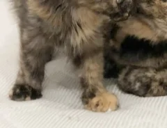 先住猫をにらむ子猫の写真