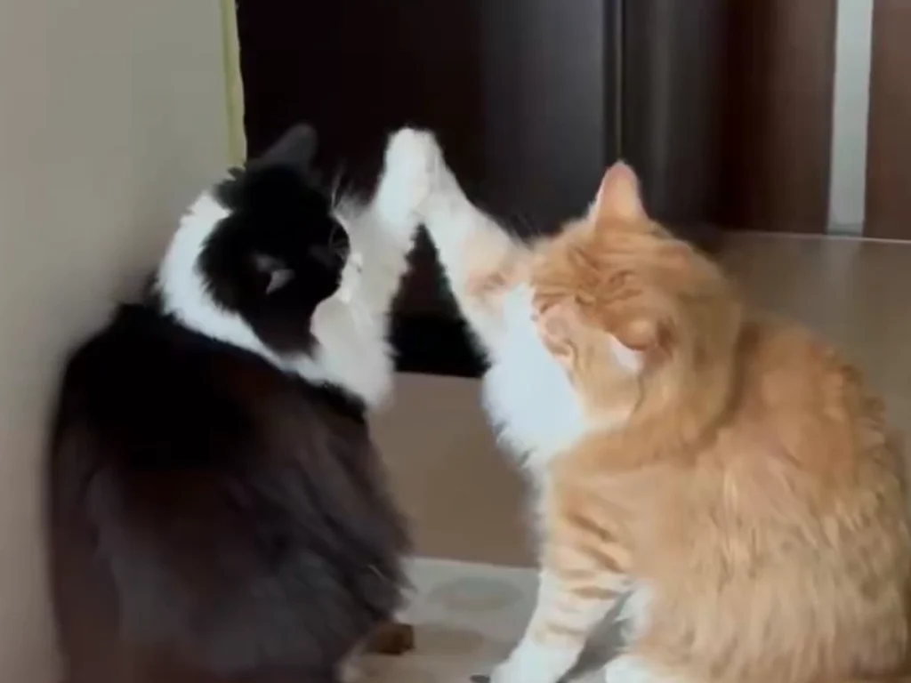 ハイタッチしているような猫の画像