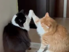 ハイタッチしているような猫の画像