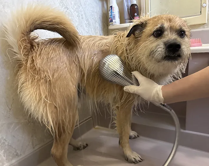 洗われる犬の写真