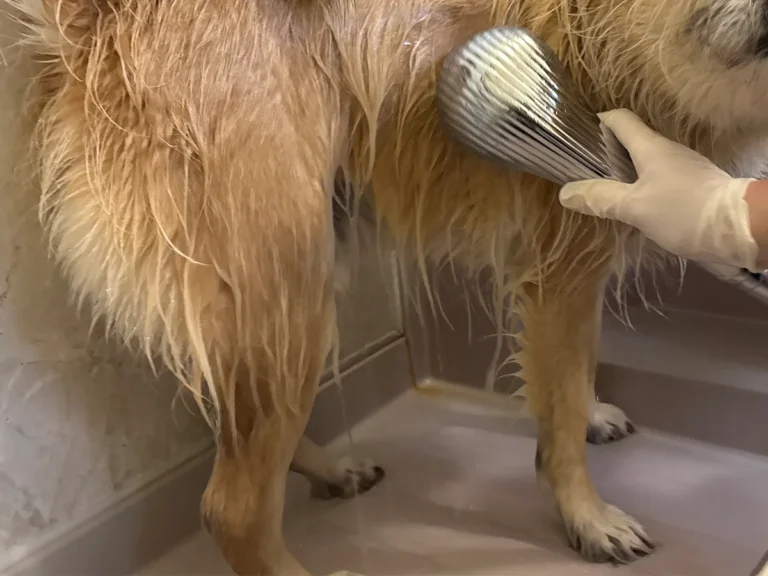洗われる犬の写真