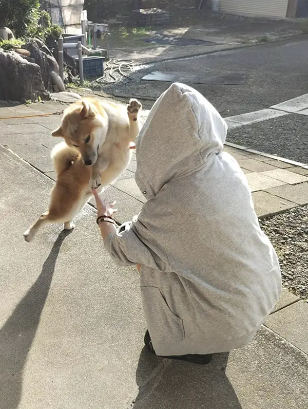 飼い主の妹と再会して大喜びする柴犬の写真
