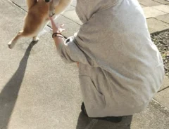 飼い主の妹と再会して大喜びする柴犬の写真