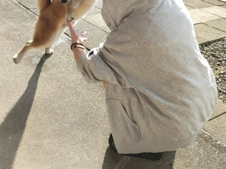 飼い主の妹と再会して大喜びする柴犬の写真