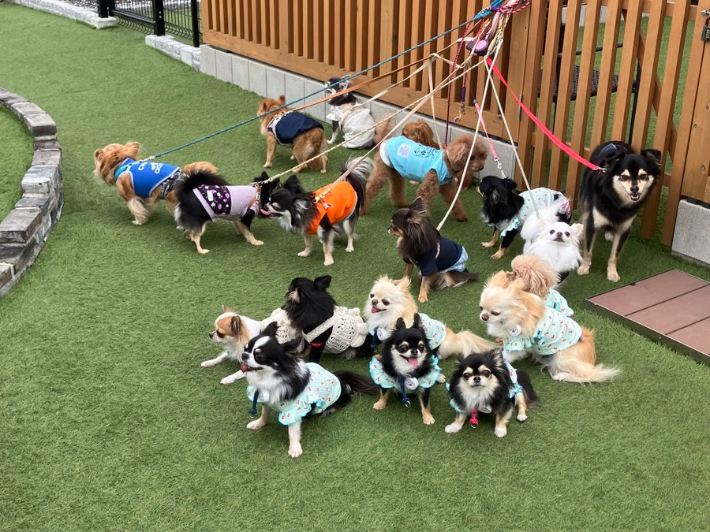 犬の写真
