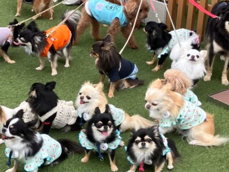犬の写真