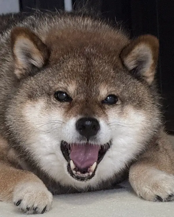 クマみたいな柴犬の写真