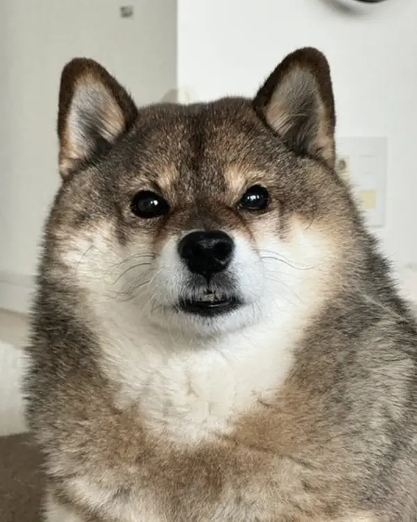 クマみたいな柴犬の写真