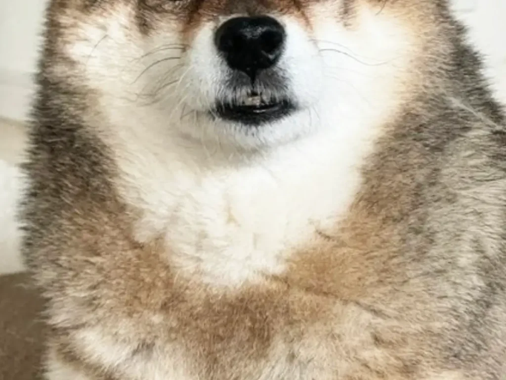 クマみたいな柴犬の写真