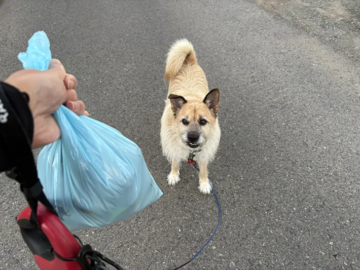 散歩中の犬と袋の写真
