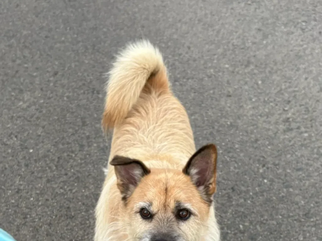 散歩中の犬の写真
