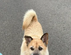 散歩中の犬の写真