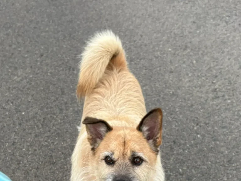 散歩中の犬の写真