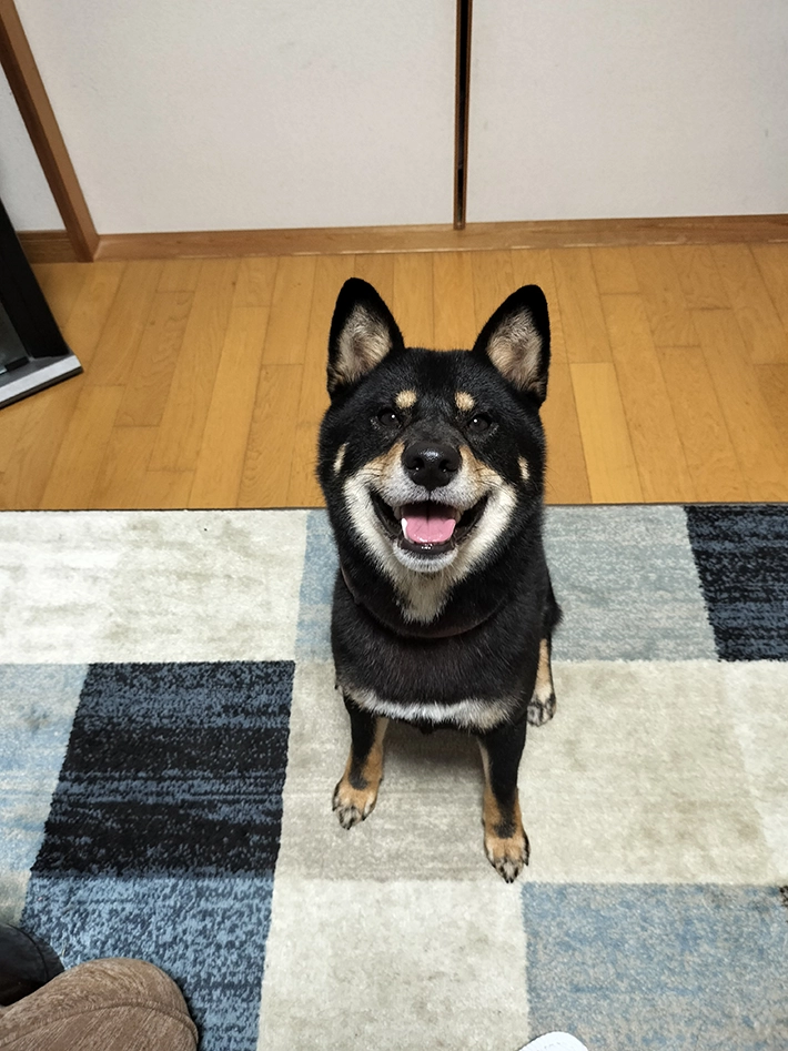 柴犬のかげとらくんの画像