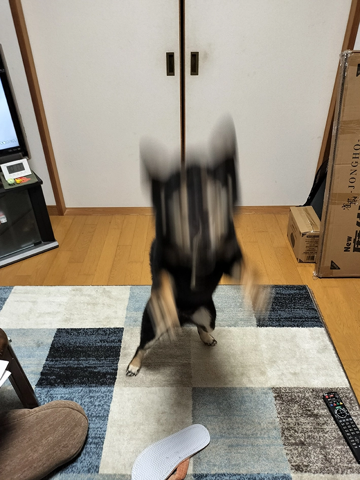 柴犬のかげとらくんの画像
