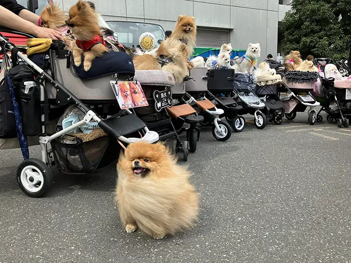 ペットカートに囲まれるポメラニアンの写真