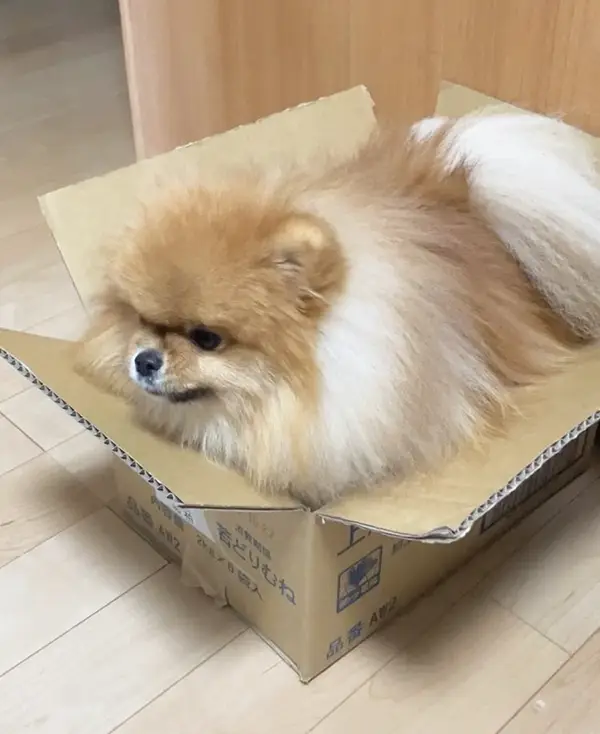 ダンボールに入るポメラニアンの写真