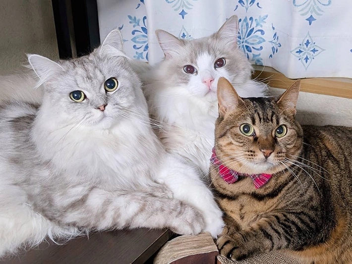 3匹の猫の画像