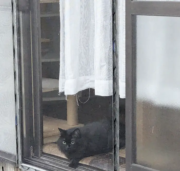 窓際で寝転ぶ黒猫の写真