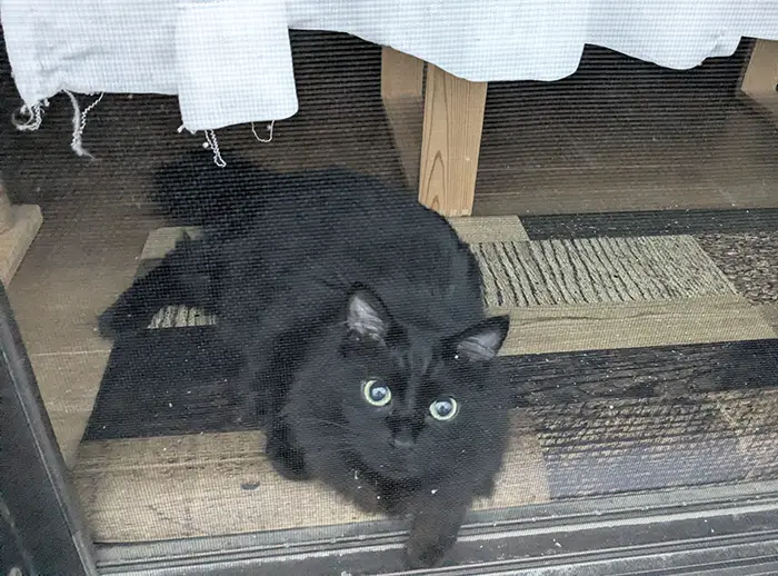 窓際で寝転ぶ黒猫の写真