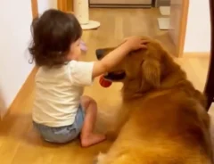 子供に撫でられるゴールデンレトリバーの写真