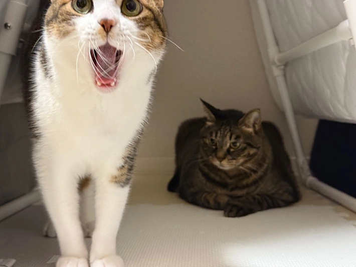 猫のツーショット画像
