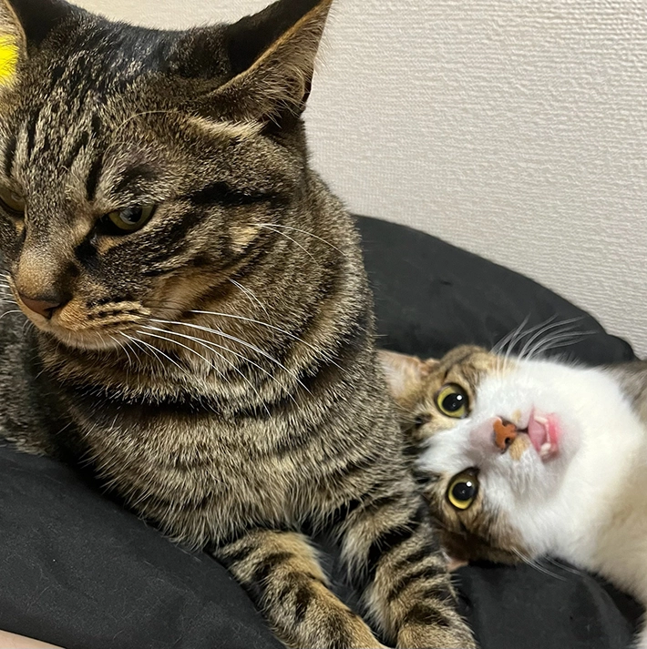 猫のツーショット画像