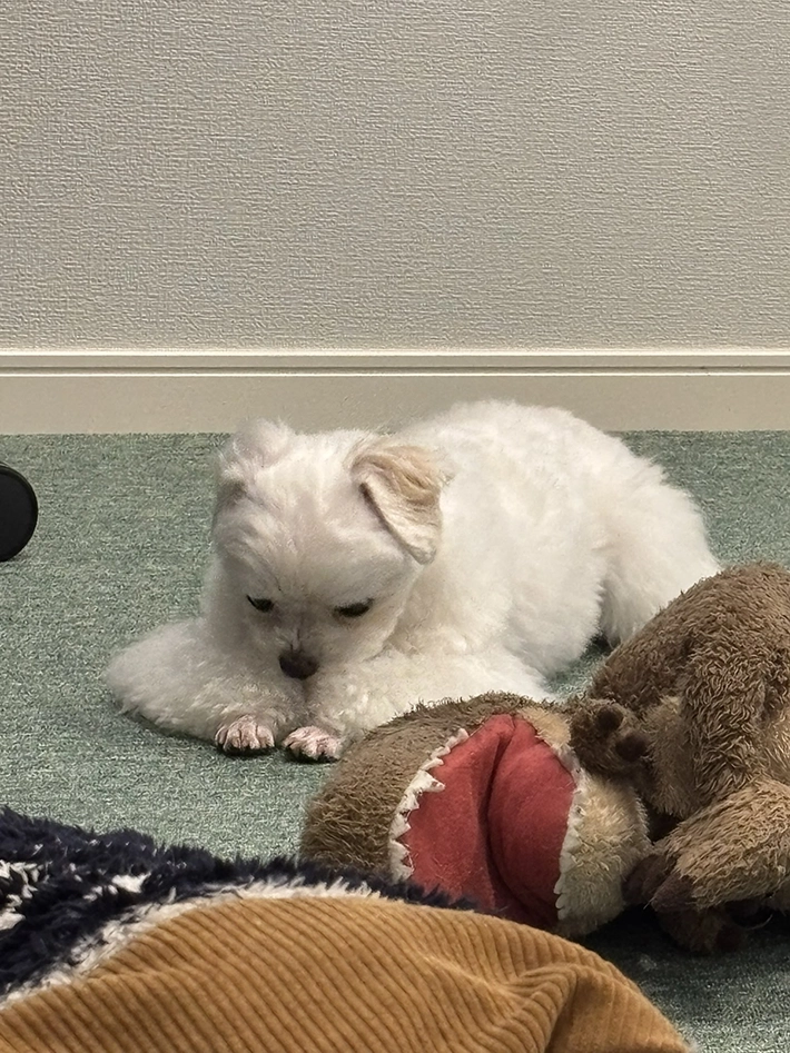 前脚をバリカンした犬の画像