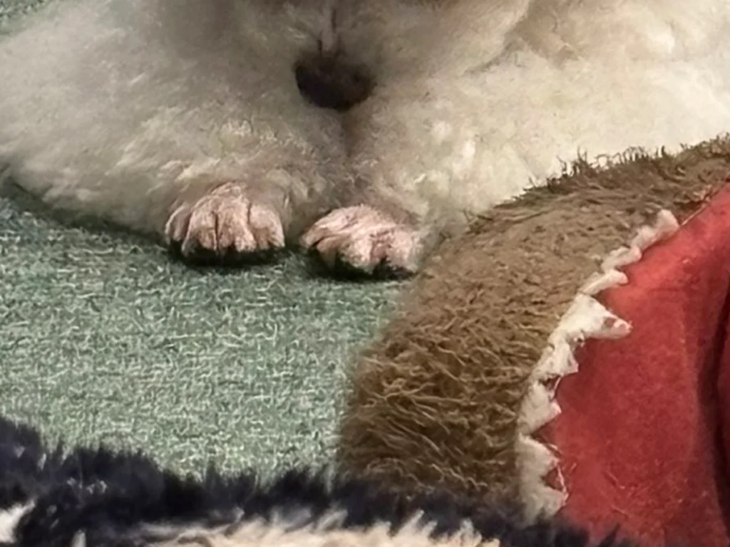 前脚をバリカンで剃られた犬の画像