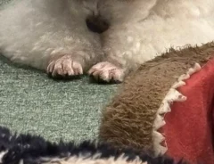 前脚をバリカンで剃られた犬の画像