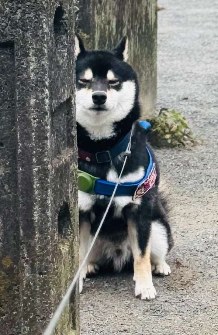歩くのを拒否する柴犬の写真