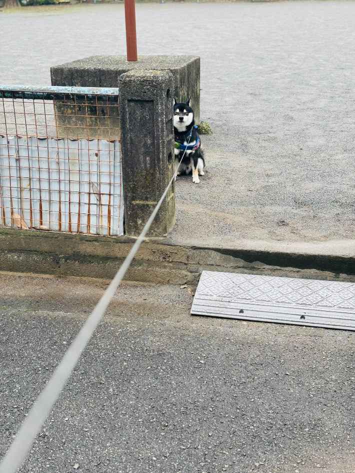 歩くのを拒否する柴犬の写真