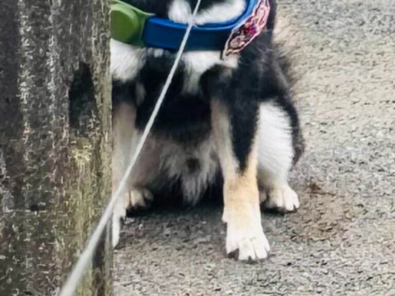 散歩中に歩くのを拒否する犬の写真