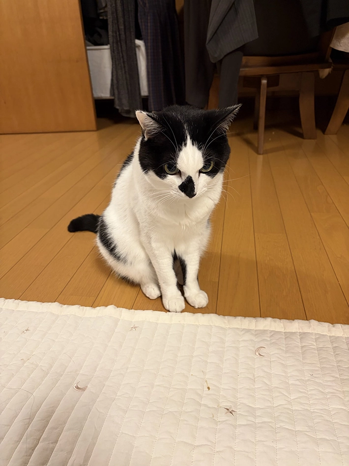怒り顔の猫の画像