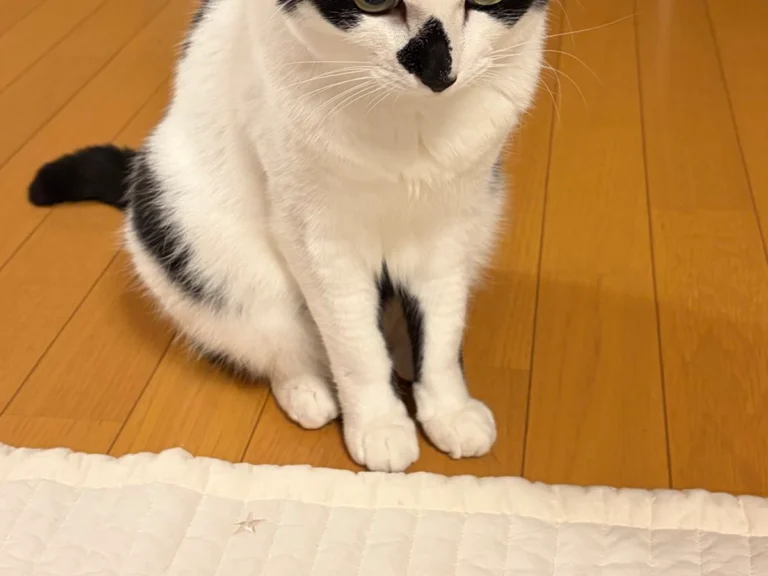 怒り顔の猫の画像