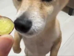 サツマイモに立ち上がる柴犬の画像