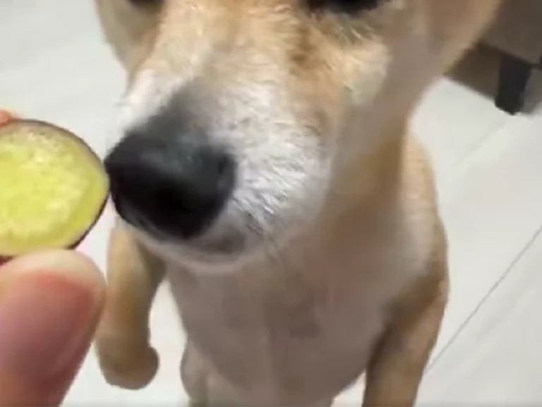 サツマイモに立ち上がる柴犬の画像