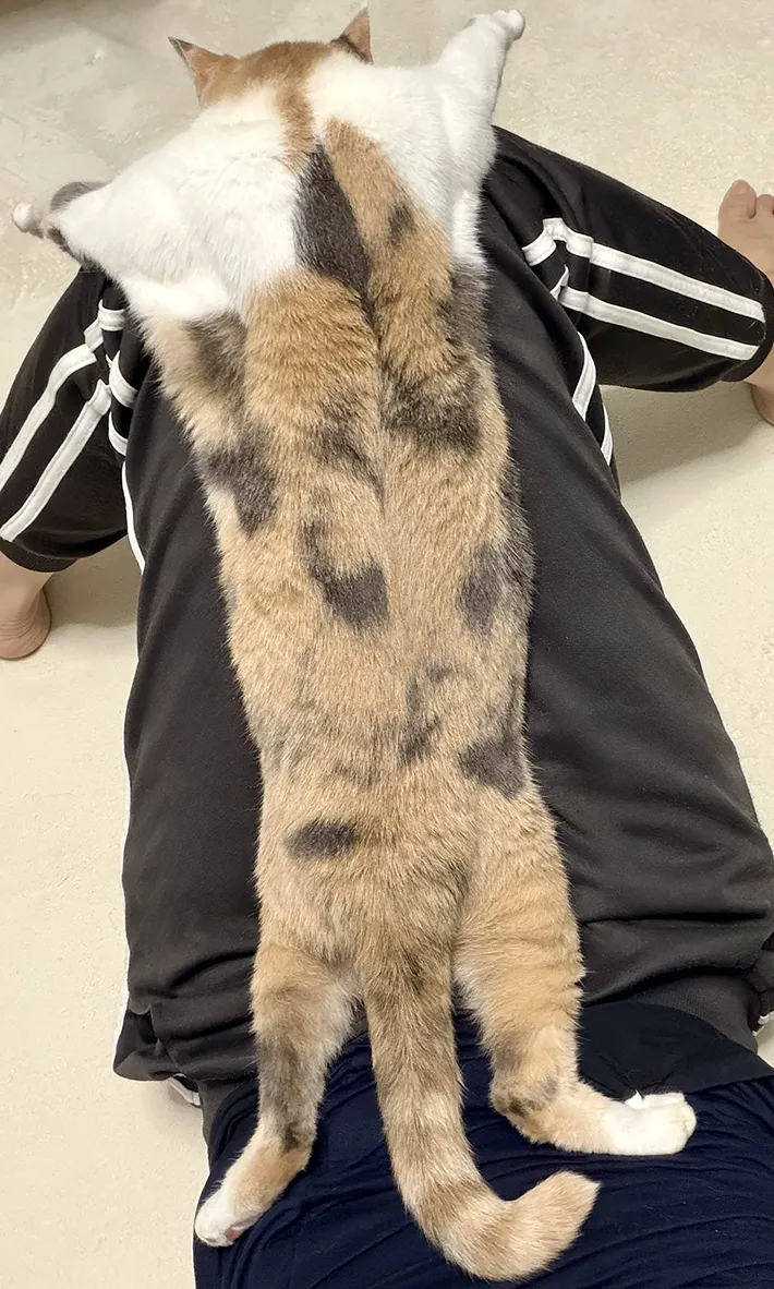 膝の上でくつろぐ猫の写真