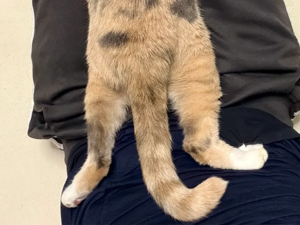 膝の上でくつろぐ猫の写真