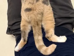 膝の上でくつろぐ猫の写真