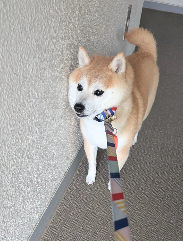 リードを引かれるも立ち止まる柴犬の写真