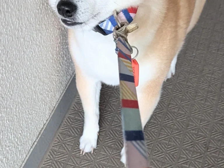 リードを引かれるも立ち止まる柴犬の写真