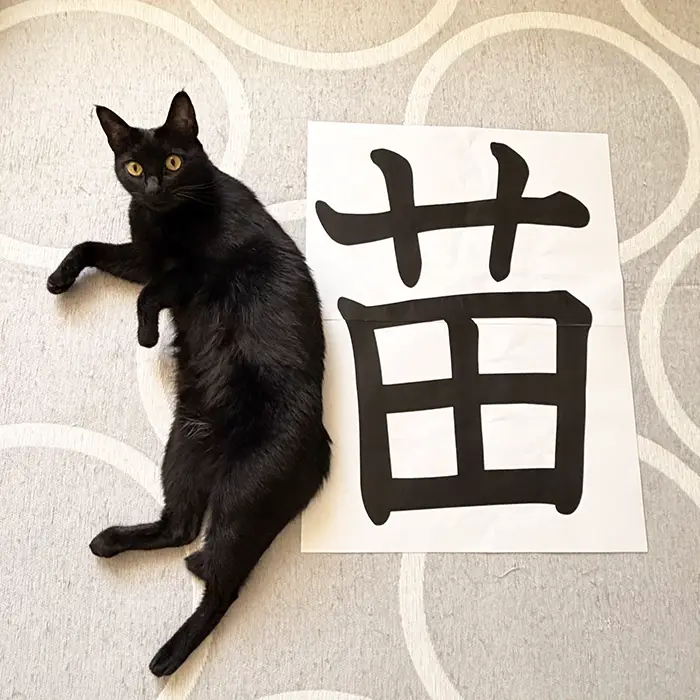 けものへんになる黒猫の写真