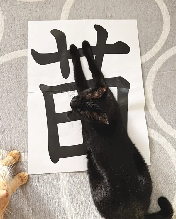紙の上で寝そべる黒猫の写真